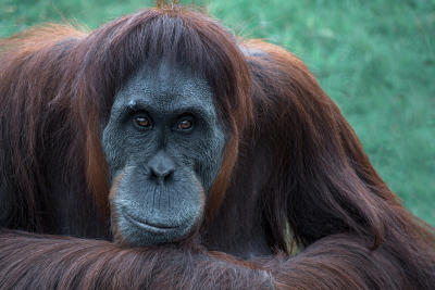 Orangutan z Indonezji używa rośliny leczniczej do samoleczenia ran