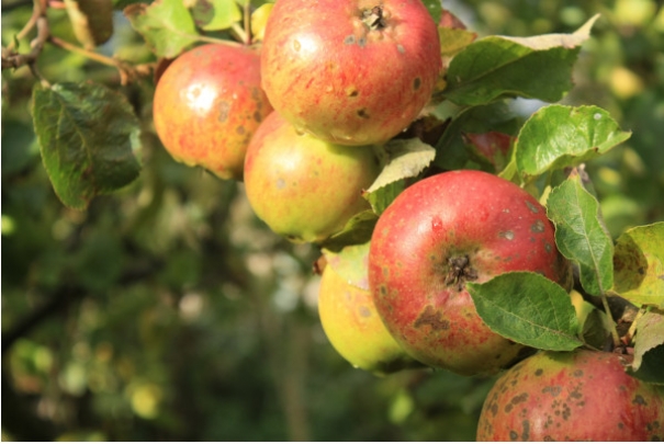 Nowy wymiar Cydru Lubelskiego  – niedaleko pada jabłko od jabłoni