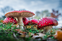 Welche chemischen Inhaltsstoffe enthält Fliegenpilz-Extrakt?