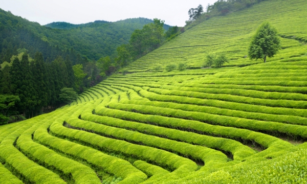 Egzotyczna podróż po odmianach zielonej herbaty
