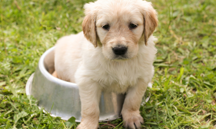karma  https://psiedobre.pl