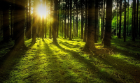 FSC – was ist das?