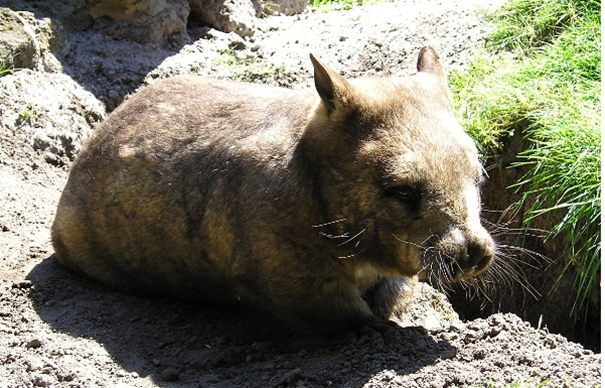 Stary dobry wombat tasmański. +Video