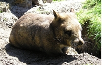 Stary dobry wombat tasmański. +Video