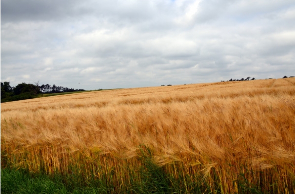 Nowość: Razowy kwas chlebowy - Naturalny sposób na orzeźwienie!