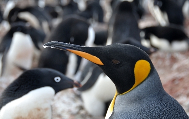 Bardzo znany i popularny pingwin królewski. +Video