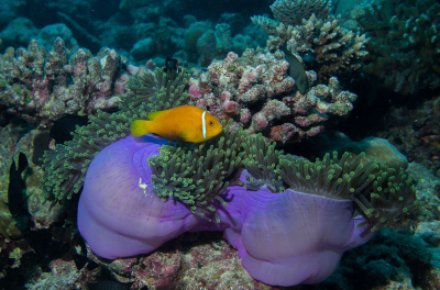 Kryzys koralowców w obliczu zmian klimatycznych