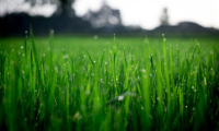 Trawy Barenbrug - Idealne nasiona dla Twego trawnika