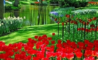 Niech rozkwitną holenderskie tulipany!. +Video